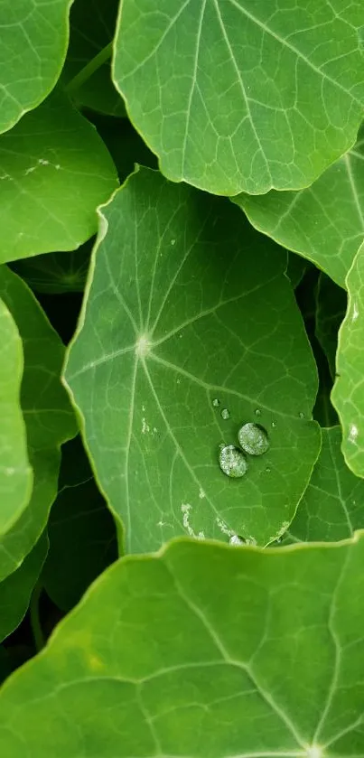 Close-up of vibrant green leaves with water droplets on a leaf's surface.