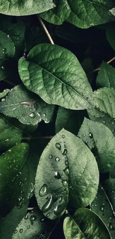 Mobile wallpaper with green leaves and water droplets.