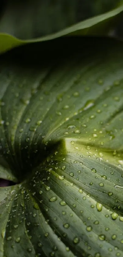 Close-up shot of a green leaf with dewdrops, creating a lush and natural look.