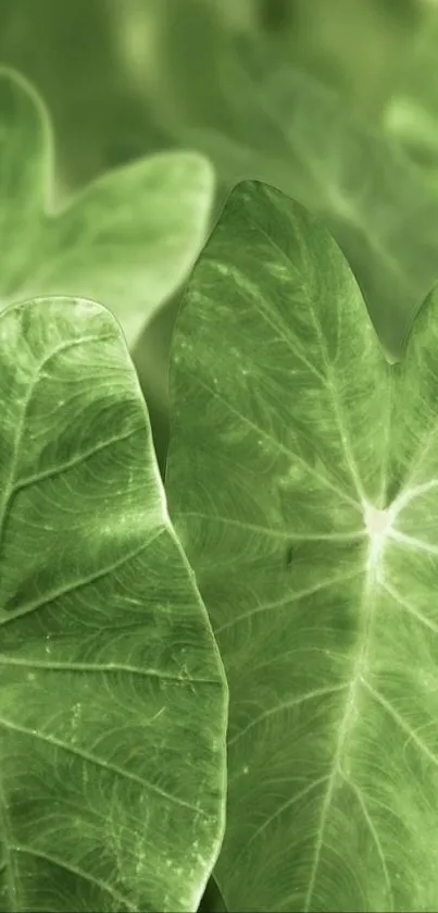 Close-up of lush green leaves for mobile wallpaper.