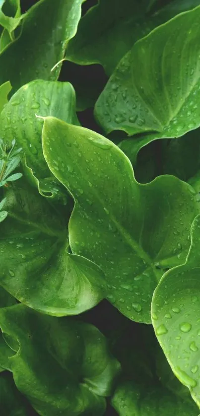 Lush green leaves with dew drops, vibrant nature wallpaper.