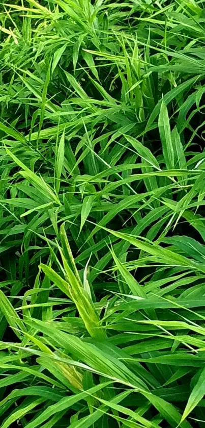 Lush green leaves create a refreshing mobile wallpaper background.