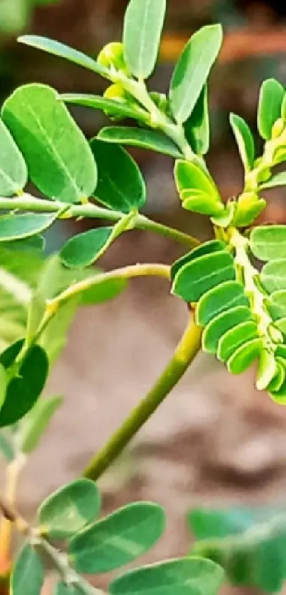 Close-up shot of vibrant green leaves displaying natural beauty.