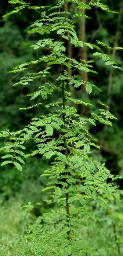 Lush green leafy plant with forest background.