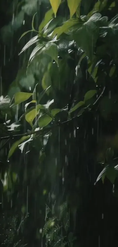 Dark green leaves with rain droplets cascading down.