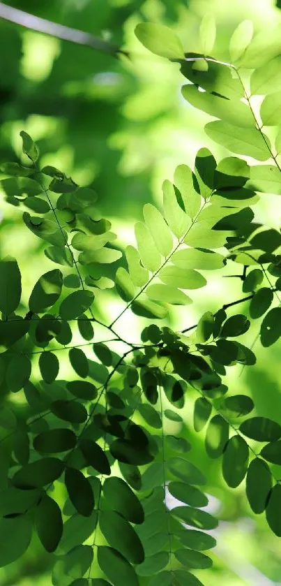 Mobile wallpaper featuring vibrant green leaves and natural shadows.