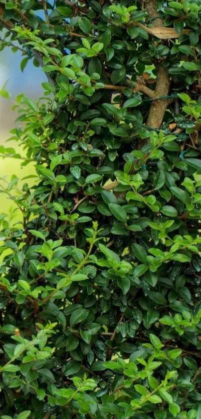 Close-up view of lush green leaves on a branch.