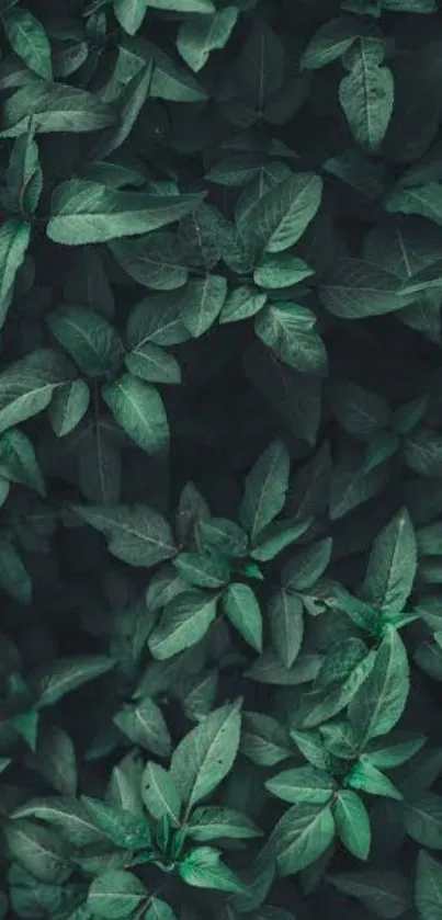 Mobile wallpaper featuring lush green leaves.