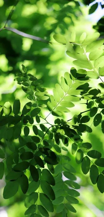 Vibrant green leaves creating a lush natural background for mobile phones.