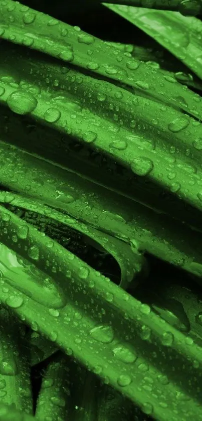 Close-up of lush green leaves with raindrops, creating a refreshing natural scene.