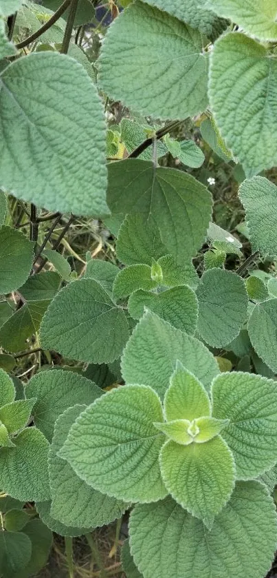 Mobile wallpaper with lush green leaves and natural texture.