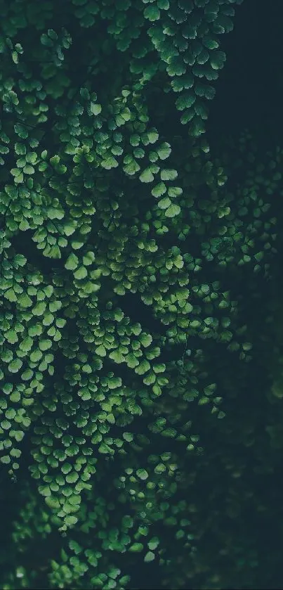 Dark green leaves create a lush, calming mobile wallpaper background.