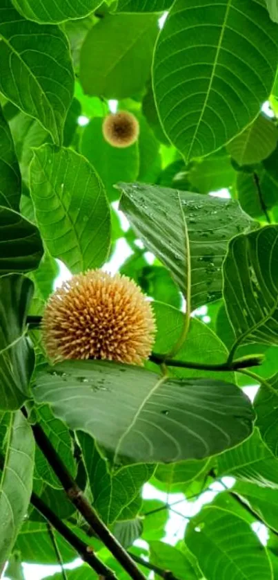 Vibrant green leaves with a spiky flower mobile wallpaper.