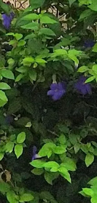 Lush green leaves with purple flowers in natural setting.