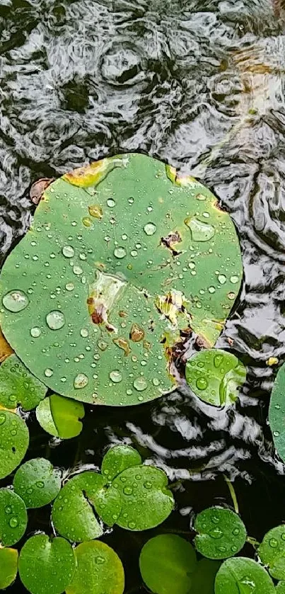 Green lily pad with raindrops on water surface wallpaper.