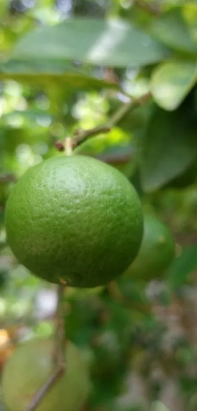 Close-up of a green lime on a leafy background.