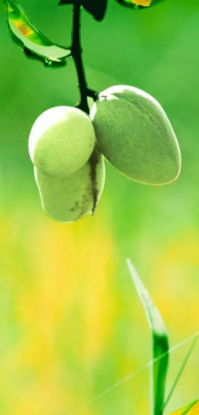 Lush green mangoes hanging on a branch with a vibrant background.