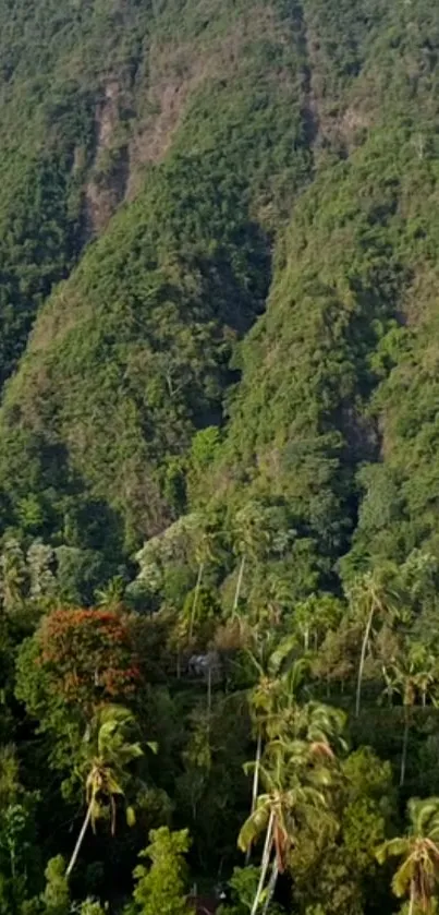 Lush green forest and mountains scenery wallpaper.