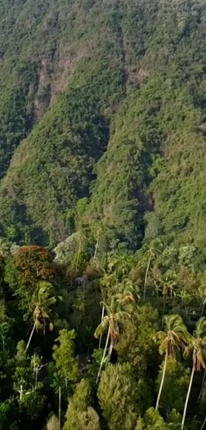 Lush green mountain landscape with tall palm trees.