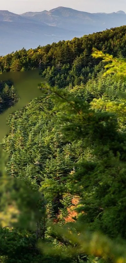 Serene mountain forest with lush green trees and distant peaks.