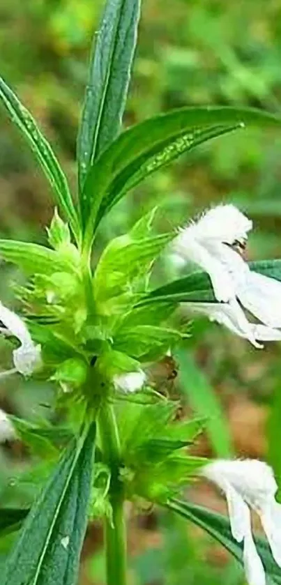 Close-up of a green plant with delicate white flowers.