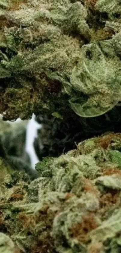 Close-up image of lush green foliage and leaves.