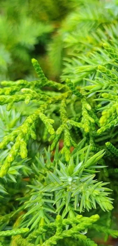 Lush green leaves forming a tranquil mobile wallpaper.