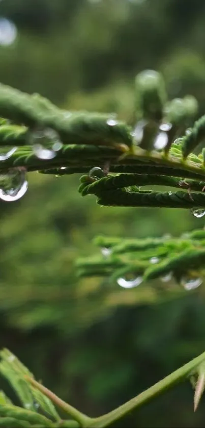 Close-up of green leaves with dewdrops on a blurred natural background.