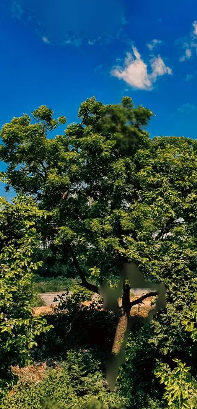 Lush green trees under clear blue sky wallpaper.