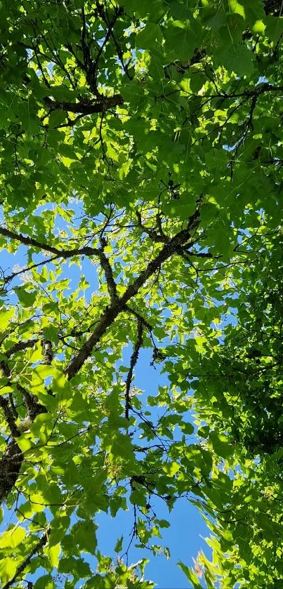 Beautiful green leaves against a vibrant blue sky.