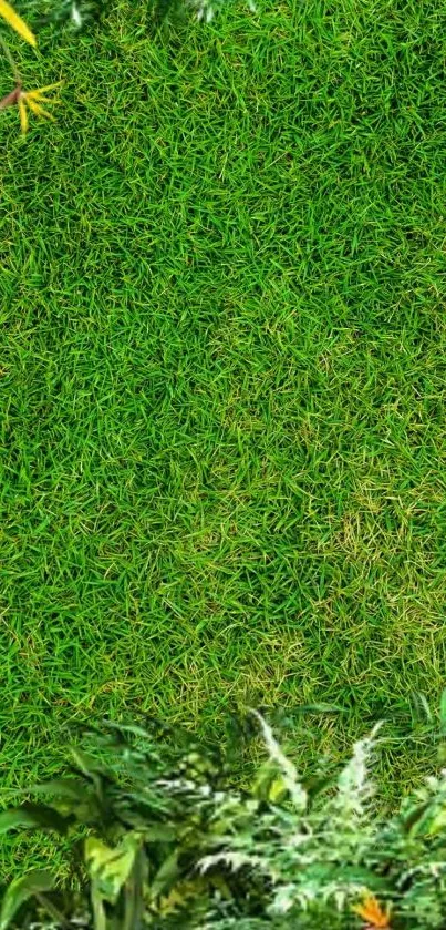 Lush green grass with tropical leaves border in mobile wallpaper.