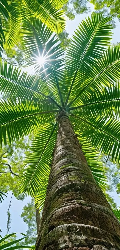 Looking up at a sunlit palm tree with lush green leaves.