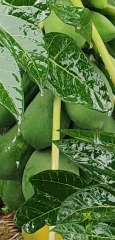 Vivid papaya tree with green leaves and fruit.