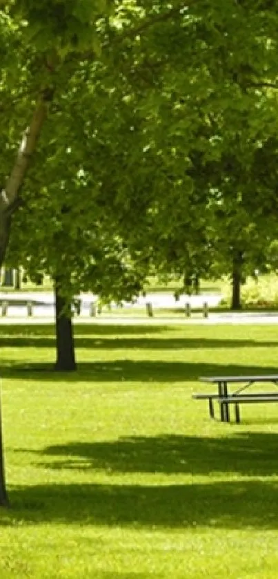 Serene green park with trees and grass.