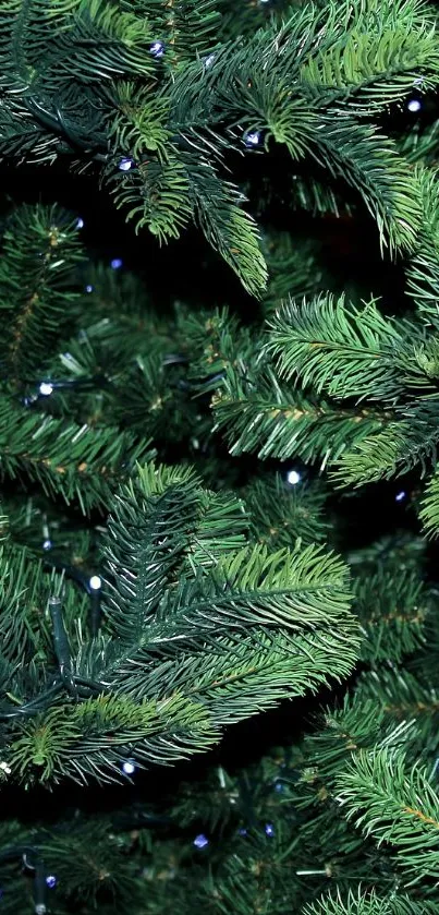 Lush green pine branches with small lights.