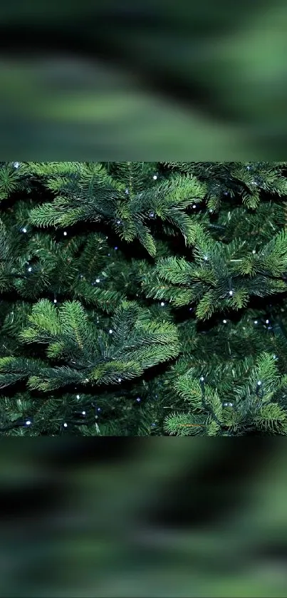 Lush green pine tree branches wallpaper.