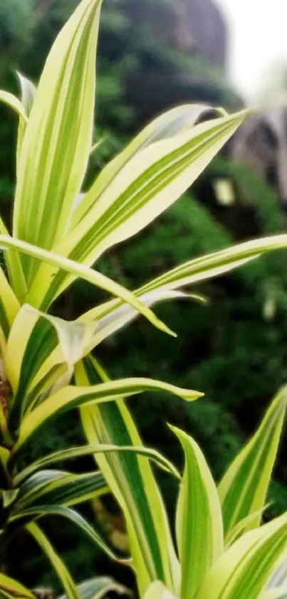 Vibrant green plant leaves against a garden stone wall.