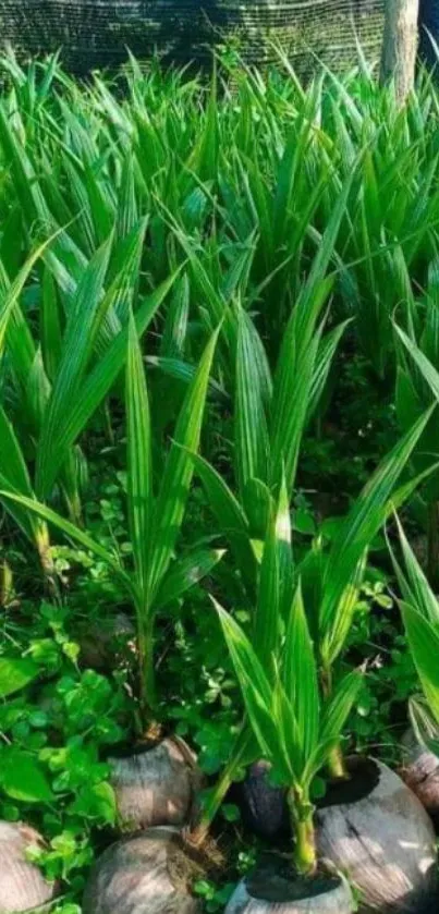 Lush green plants with leaves in a natural garden setting.