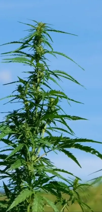 Lush green plant with blue sky background.