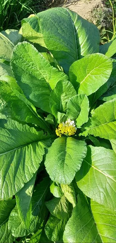 Lush green plant with a small yellow flower.