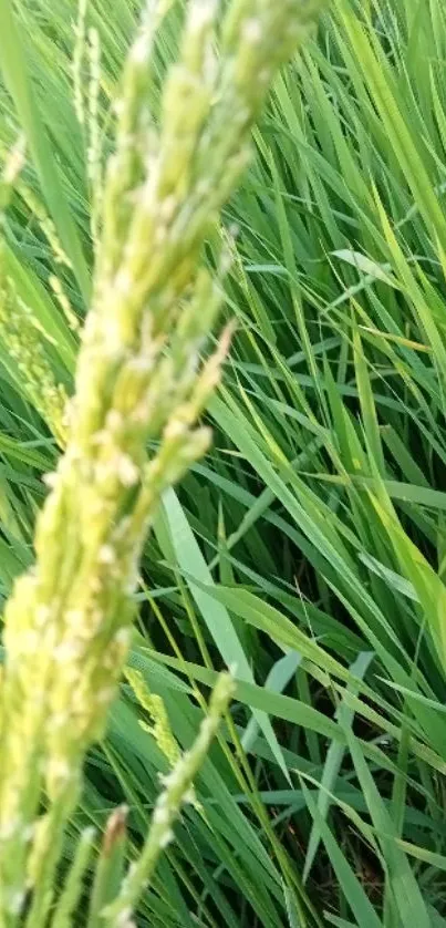 Close view of lush green rice field waving in gentle breeze.