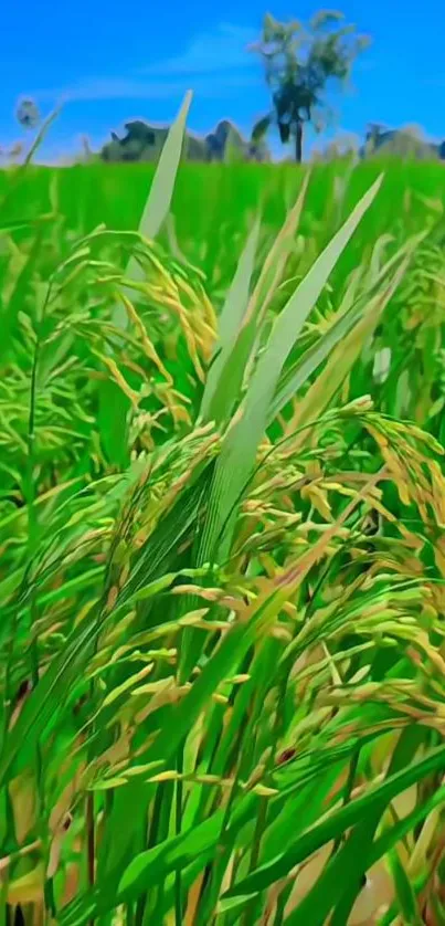 Vibrant green rice field under a blue sky.