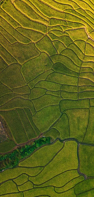 Aerial view of lush green rice terraces at sunrise in vibrant hues.