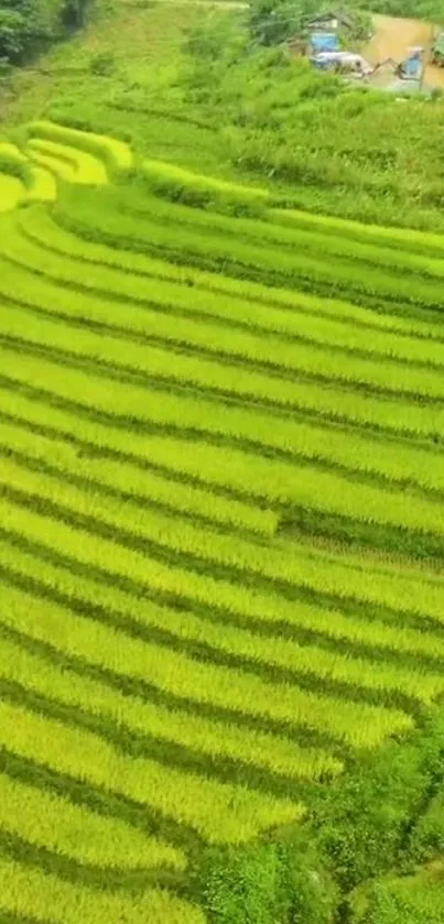 Aerial view of lush green rice terraces.