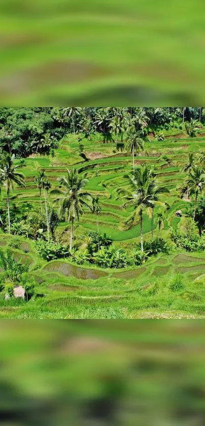 Lush green rice terraces with palm trees.