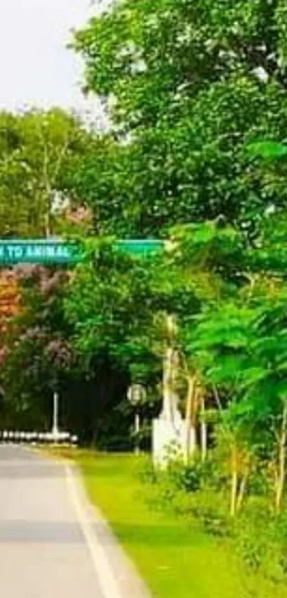 Lush green trees line a peaceful roadside.