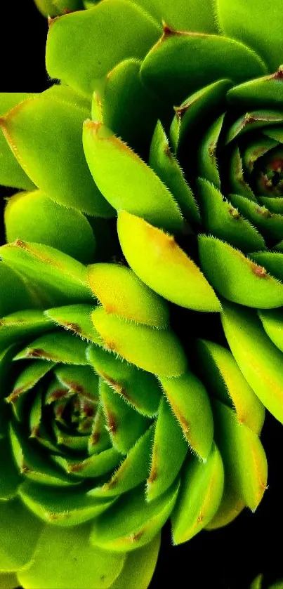 Vibrant green succulent plant close-up wallpaper.