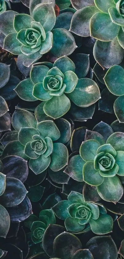 Green succulent mobile wallpaper with lush, leafy texture.