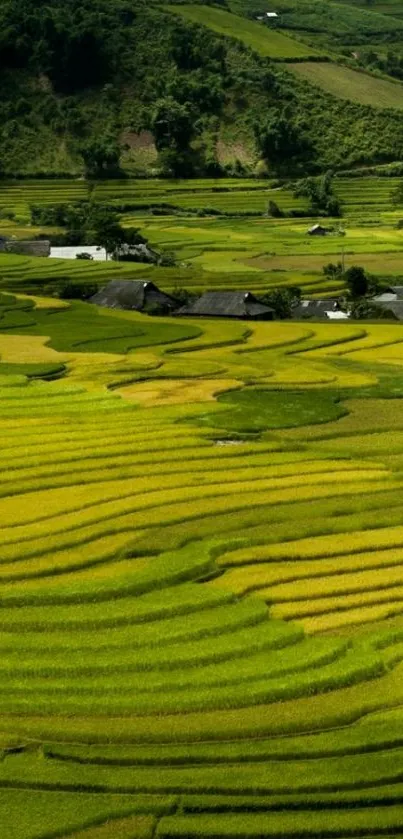 Lush green terraced fields mobile wallpaper.