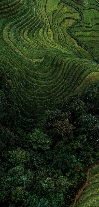 Lush green terraced fields with dense forests.